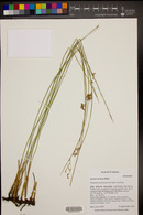 Juncus balticus subsp. balticus image