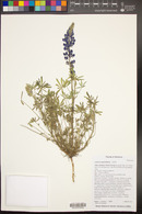 Lupinus sparsiflorus image