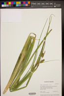 Carex utriculata image