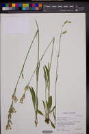 Silene scouleri subsp. pringlei image