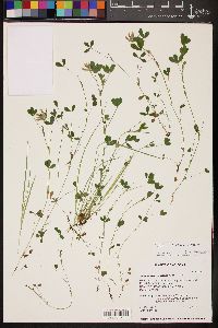 Trifolium pinetorum image