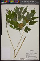 Actaea rubra image