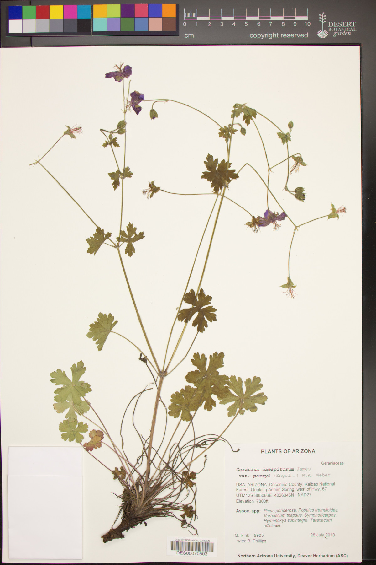 Geranium caespitosum var. parryi image