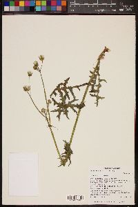 Sonchus oleraceus image