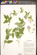 Clitoria mariana image