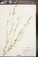 Epilobium brachycarpum image