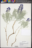 Sophora stenophylla image