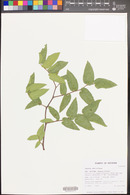 Celtis reticulata image