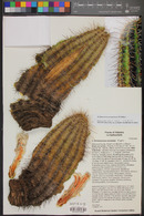 Echinocereus yavapaiensis image