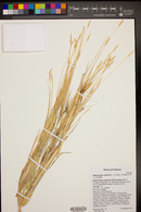 Heteropogon contortus image