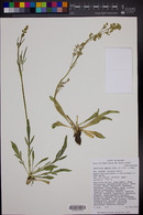 Valeriana edulis image