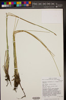 Eleocharis palustris image