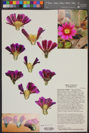 Echinocereus bonkerae image