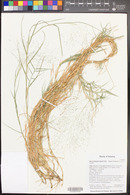 Muhlenbergia asperifolia image