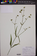 Mirabilis linearis image