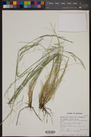Hesperostipa comata subsp. intermedia image