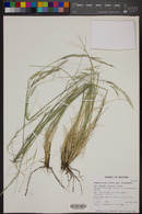 Hesperostipa comata image