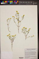 Eriophyllum ambiguum image