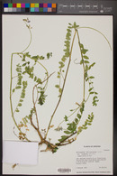 Astragalus lentiginosus var. oropedii image