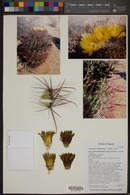 Ferocactus cylindraceus image