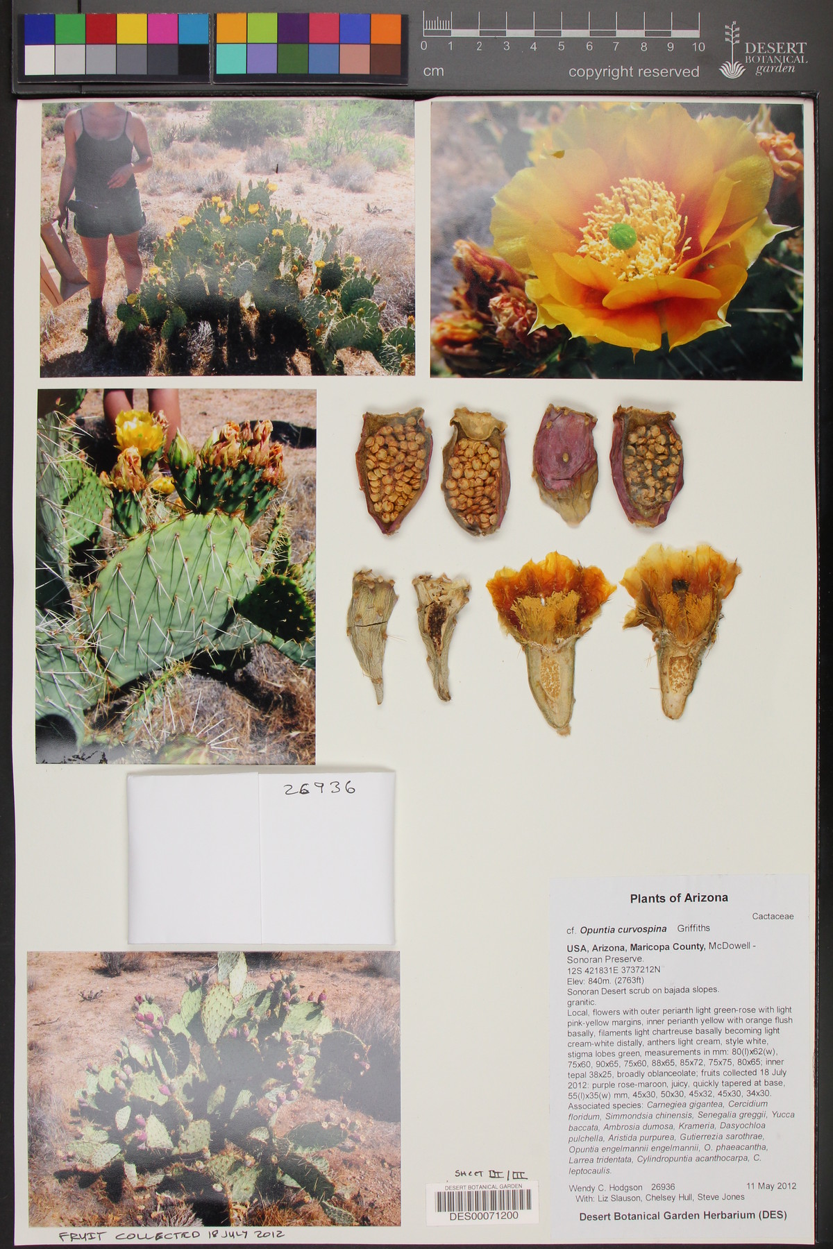 Opuntia ×curvispina image