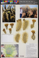 Cylindropuntia bigelovii image