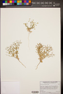 Eriogonum maculatum image