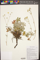 Potentilla hippiana image