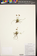 Erigeron flagellaris image