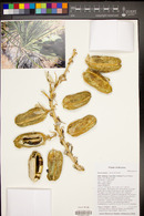 Yucca baileyi image