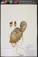 Opuntia aurea image