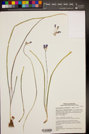 Dichelostemma congestum image