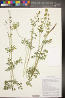 Thalictrum fendleri image