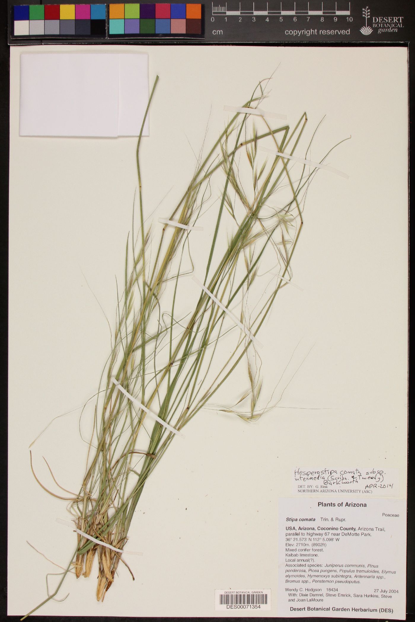 Hesperostipa comata subsp. intermedia image