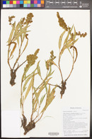 Rumex salicifolius image