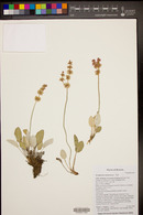 Eriogonum racemosum image