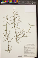 Sarcomphalus obtusifolius image