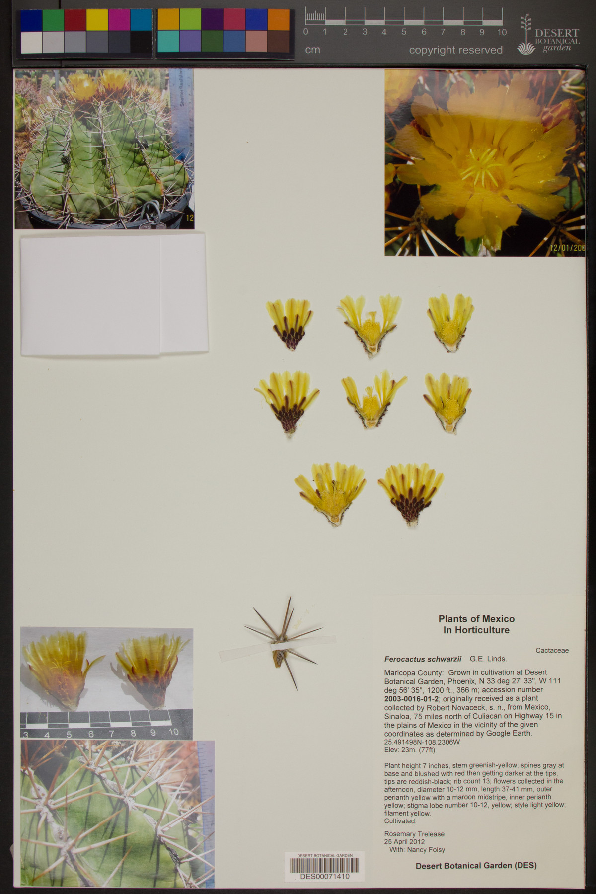 Ferocactus schwarzii image