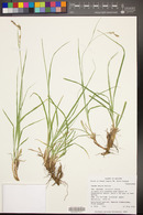 Carex bella image