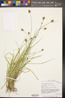 Carex athrostachya image