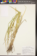 Carex utriculata image