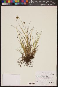 Carex athrostachya image