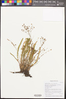 Ivesia sabulosa image