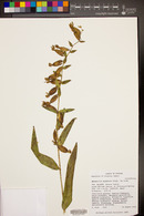 Epipactis gigantea image