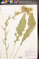 Cirsium mohavense image