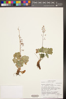 Heuchera rubescens image