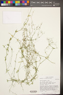 Galium wrightii image