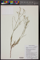 Eriogonum leptocladon var. papiliunculi image