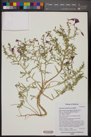 Oenothera pallida subsp. pallida image