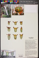 Cylindropuntia californica var. californica image